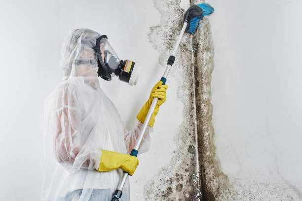 Best Professional Mold Removal  in USA